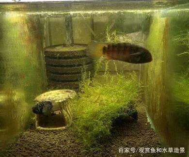 家里养鱼养什么鱼好