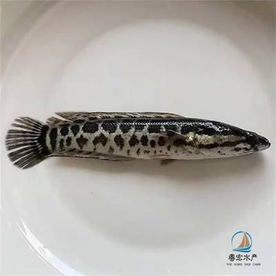 家庭观赏鱼养什么好