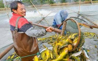 怎样养塘鲺鱼