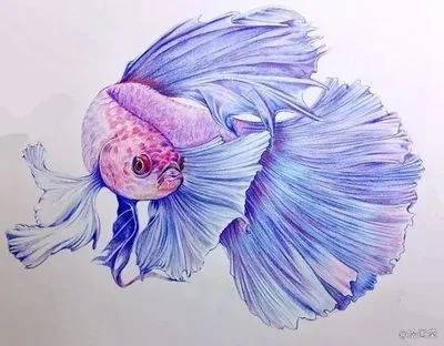 孔雀鱼好养么