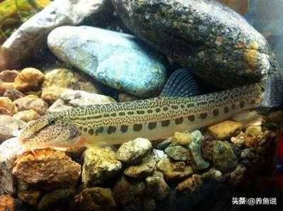 蛇鮈鱼怎么养