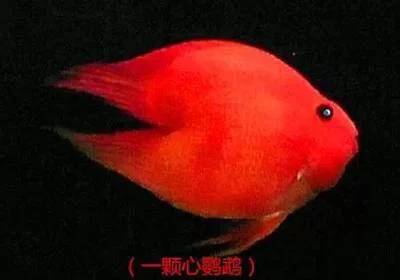 红鹦鹉鱼好养吗