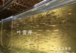 银针鱼怎么养