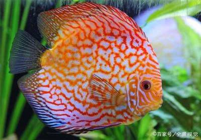 什么鱼养爆缸