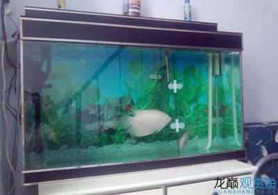 招财鱼养几条最好