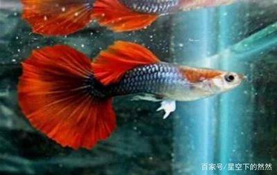 孔雀鱼该怎么养