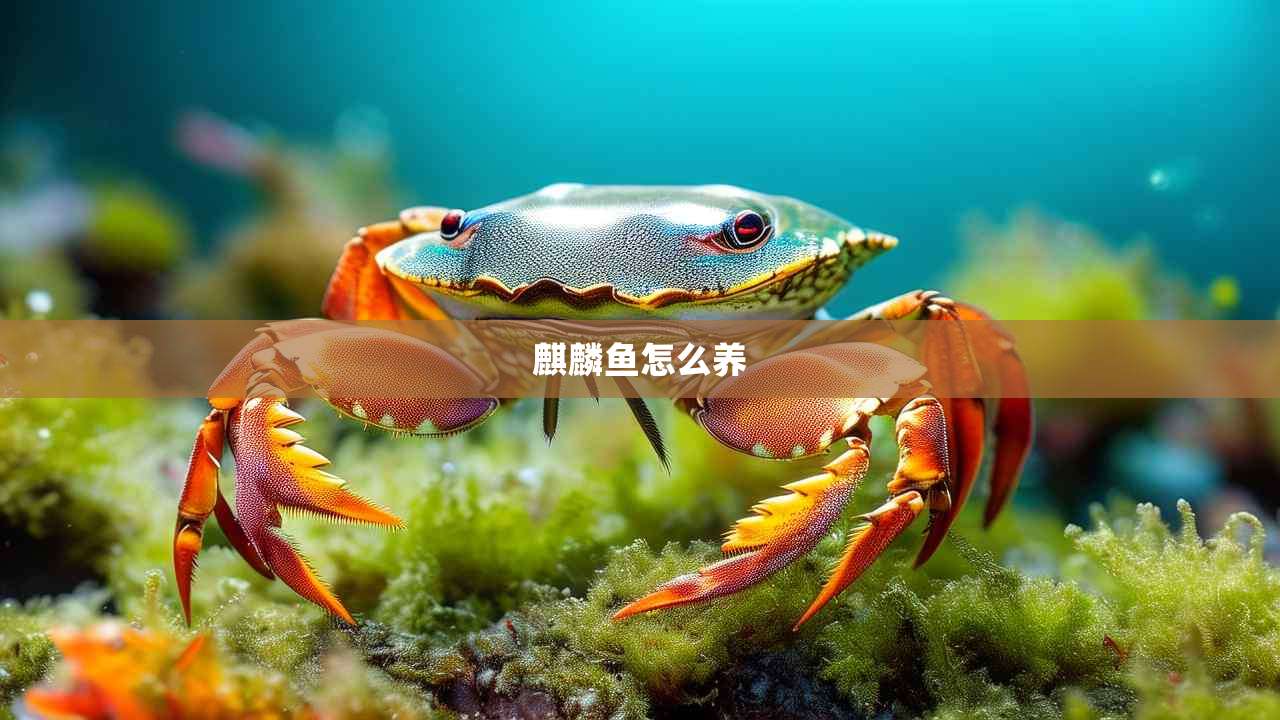 麒麟鱼怎么养