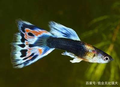 凤尾鱼崽怎么养