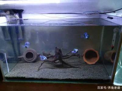 60cm鱼缸养什么鱼