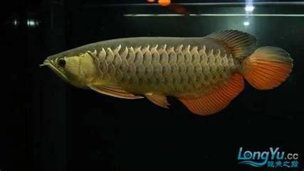 金龙鱼怎么养过背