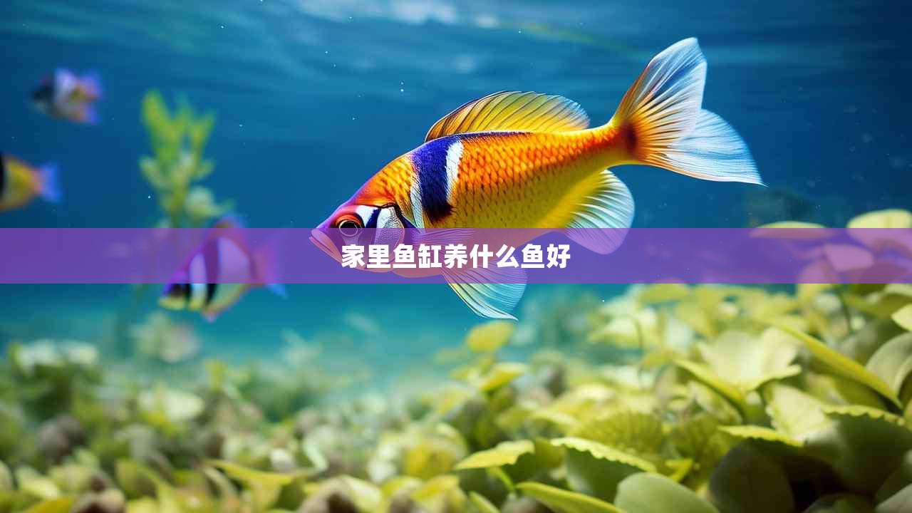 家里鱼缸养什么鱼好