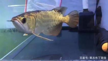 小金龙鱼怎么养