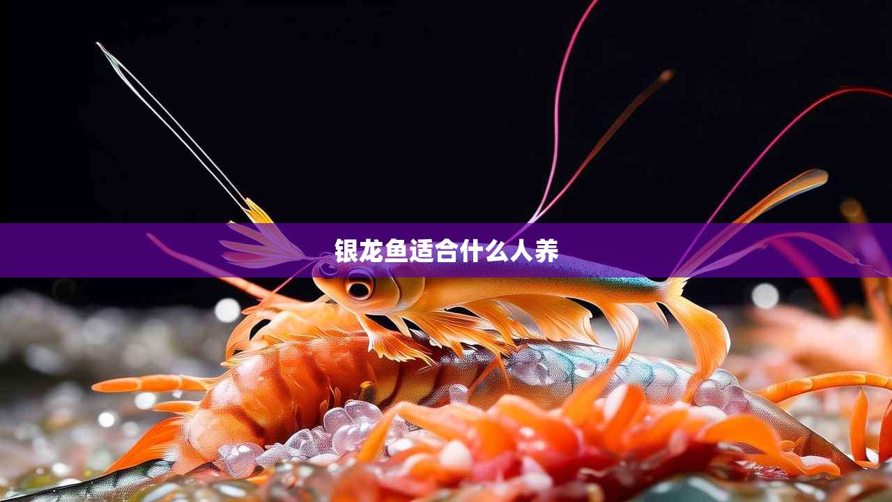 银龙鱼适合什么人养