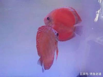 红财神鱼怎么养