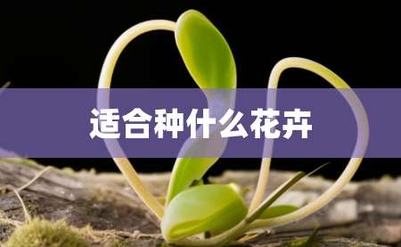 2适合种什么花卉