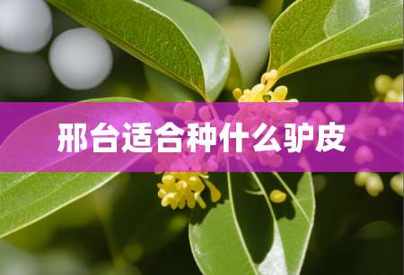 2邢台适合种什么驴皮