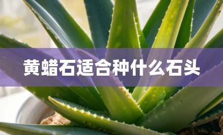 2黄蜡石适合种什么石头