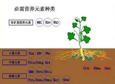 不同作物抗病性差异