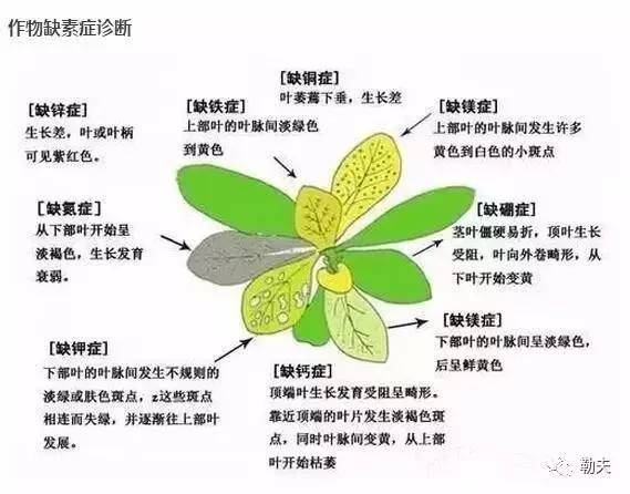 不同作物缺素症状对比