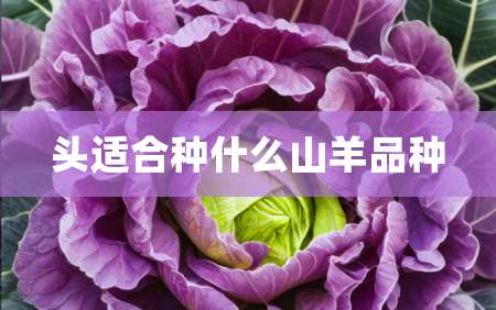 2头适合种什么山羊品种