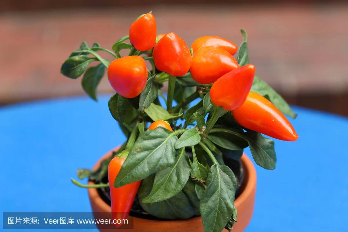 自制花盆种植水果树指南