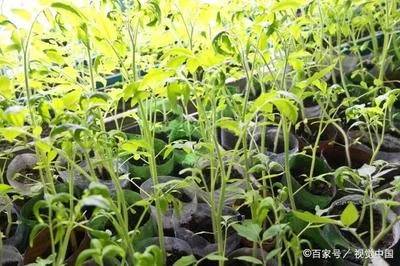 冬季植物如何正确施肥？