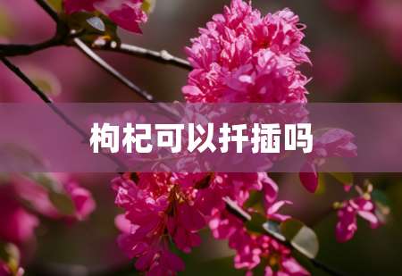 2枸杞可以扦插吗