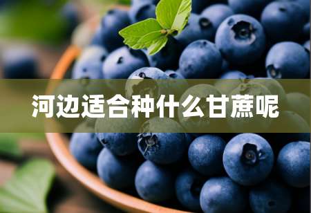 2河边适合种什么甘蔗呢