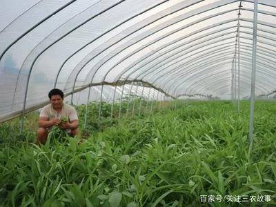 如何提高蔬菜种植产量
