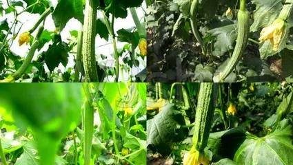家庭蔬菜种植周期表