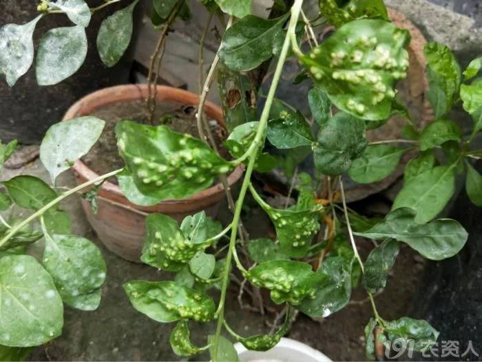 家庭绿植防病虫误区