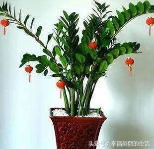 盆栽植物施肥技巧有哪些？