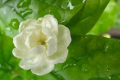 茉莉北方冬天能开花吗？