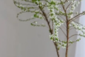 雪柳在北方能安然过冬吗？