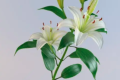 百合花冬天用盖东西吗？