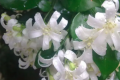 九里香几年苗才能开花？
