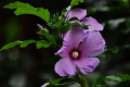 木槿花能冷冻保存吗？