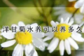 水培洋甘菊能养多长时间？