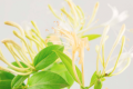 金银花是晚上还是白天开花？