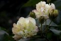 芙蓉花水生根多久能移盆里？