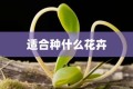 适合种什么花卉