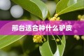 邢台适合种什么驴皮