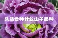 头适合种什么山羊品种