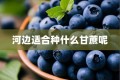河边适合种什么甘蔗呢