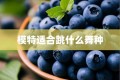 模特适合跳什么舞种